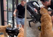 Golden Retrievers Wait at the Door for Human To Bring Home Little Baby, Then Do This Golden Retrievers Wait at the Door for Human To Bring Home Little Baby, Then Do This