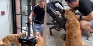 Golden Retrievers Wait at the Door for Human To Bring Home Little Baby, Then Do This