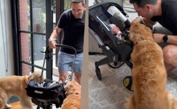 Golden Retrievers Wait at the Door for Human To Bring Home Little Baby, Then Do This Golden Retrievers Wait at the Door for Human To Bring Home Little Baby, Then Do This