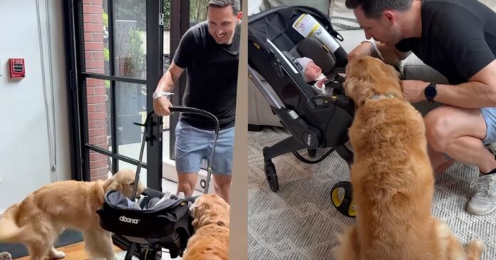 Golden-Retrievers-Wait-at-the-Door-for-Human-To-Bring.jpg Golden Retrievers Wait at the Door for Human To Bring Home Little Baby, Then Do This