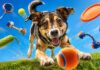 Got a Fetch Fanatic? These Dog Toys Will Keep the Game Going Got a Fetch Fanatic? These Dog Toys Will Keep the Game Going
