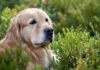 Have You Noticed Your Dog Is Slower To Rise? Try Giving This Daily Have You Noticed Your Dog Is Slower To Rise? Try Giving This Daily