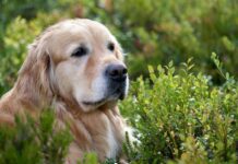 Have You Noticed Your Dog Is Slower To Rise? Try Giving This Daily Have You Noticed Your Dog Is Slower To Rise? Try Giving This Daily