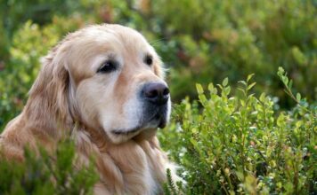 Have You Noticed Your Dog Is Slower To Rise? Try Giving This Daily Have You Noticed Your Dog Is Slower To Rise? Try Giving This Daily