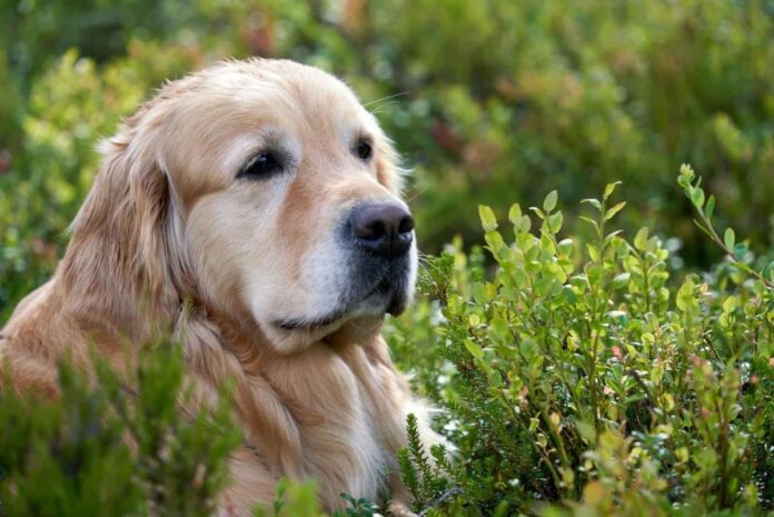 Have You Noticed Your Dog Is Slower To Rise? Try Giving This Daily