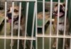 Housebroken Shelter Dog Who Has Everything a Family Could Want Hopes for a Loving Home Housebroken Shelter Dog Who Has Everything a Family Could Want Hopes for a Loving Home
