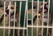 Housebroken Shelter Dog Who Has Everything a Family Could Want Hopes for a Loving Home Housebroken Shelter Dog Who Has Everything a Family Could Want Hopes for a Loving Home