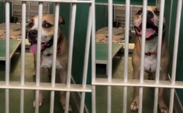 Housebroken Shelter Dog Who Has Everything a Family Could Want Hopes for a Loving Home Housebroken Shelter Dog Who Has Everything a Family Could Want Hopes for a Loving Home
