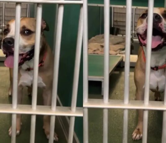 Housebroken Shelter Dog Who Has Everything a Family Could Want Hopes for a Loving Home Housebroken Shelter Dog Who Has Everything a Family Could Want Hopes for a Loving Home