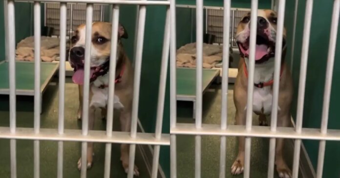Housebroken Shelter Dog Who Has Everything a Family Could Want Hopes for a Loving Home