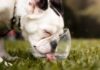 How Much Water Should A Puppy Drink During Potty Training? How Much Water Should A Puppy Drink During Potty Training?