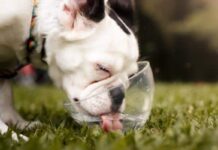 How Much Water Should A Puppy Drink During Potty Training? How Much Water Should A Puppy Drink During Potty Training?