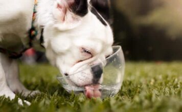 How Much Water Should A Puppy Drink During Potty Training? How Much Water Should A Puppy Drink During Potty Training?