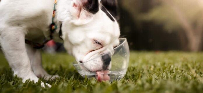 How-Much-Water-Should-A-Puppy-Drink-During-Potty-Training.jpg How Much Water Should A Puppy Drink During Potty Training?