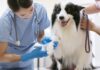 How To Decide When’s Best to See the Vet How To Decide When’s Best to See the Vet