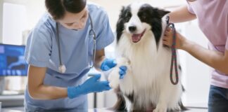 How To Decide When’s Best to See the Vet How To Decide When’s Best to See the Vet