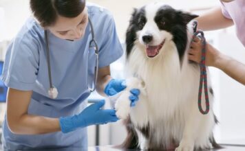 How To Decide When’s Best to See the Vet How To Decide When’s Best to See the Vet
