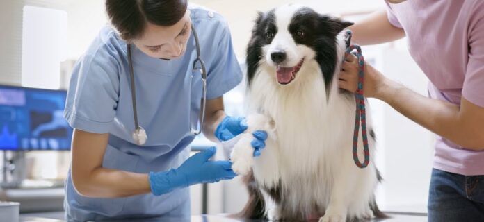 How To Decide When’s Best to See the Vet