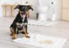 How To Potty Train A Puppy To Go On Pee Pads How To Potty Train A Puppy To Go On Pee Pads