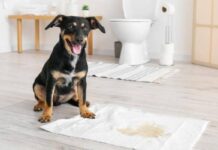 How To Potty Train A Puppy To Go On Pee Pads How To Potty Train A Puppy To Go On Pee Pads