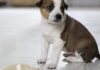 How To Potty Train A Stubborn Puppy How To Potty Train A Stubborn Puppy