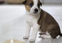 How To Potty Train A Stubborn Puppy How To Potty Train A Stubborn Puppy