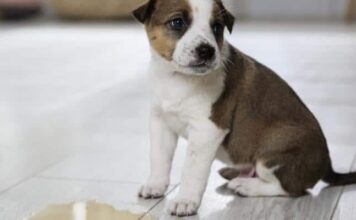 How To Potty Train A Stubborn Puppy How To Potty Train A Stubborn Puppy