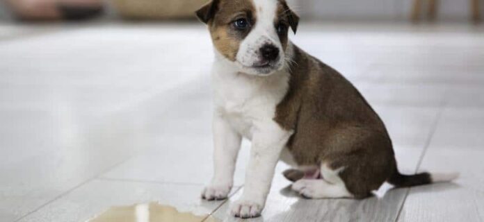 How-To-Potty-Train-A-Stubborn-Puppy.jpg How To Potty Train A Stubborn Puppy