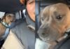 Human Adopts a ‘Nervous’ Rescue Dog, Unaware He’s About To Discover a Whole New Life Human Adopts a ‘Nervous’ Rescue Dog, Unaware He’s About To Discover a Whole New Life