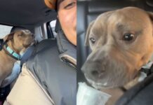 Human Adopts a ‘Nervous’ Rescue Dog, Unaware He’s About To Discover a Whole New Life Human Adopts a ‘Nervous’ Rescue Dog, Unaware He’s About To Discover a Whole New Life