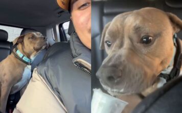 Human Adopts a ‘Nervous’ Rescue Dog, Unaware He’s About To Discover a Whole New Life Human Adopts a ‘Nervous’ Rescue Dog, Unaware He’s About To Discover a Whole New Life