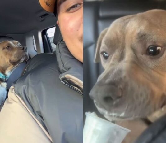 Human Adopts a ‘Nervous’ Rescue Dog, Unaware He’s About To Discover a Whole New Life Human Adopts a ‘Nervous’ Rescue Dog, Unaware He’s About To Discover a Whole New Life