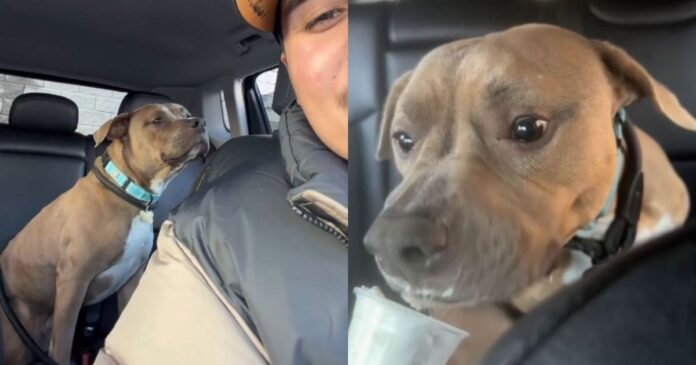 Human Adopts a ‘Nervous’ Rescue Dog, Unaware He’s About To Discover a Whole New Life
