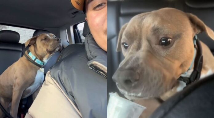Human Adopts a ‘Nervous’ Rescue Dog, Unaware He’s About To Discover a Whole New Life Human Adopts a ‘Nervous’ Rescue Dog, Unaware He’s About To Discover a Whole New Life