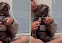 Human Adopts ‘Aggressive’ Shelter Dog on the Clock, Now He Sits in Her Lap Like a Baby Human Adopts ‘Aggressive’ Shelter Dog on the Clock, Now He Sits in Her Lap Like a Baby