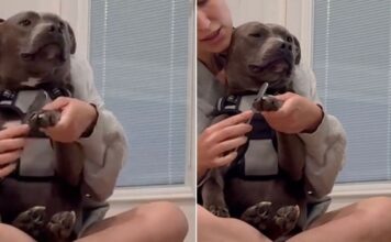 Human Adopts ‘Aggressive’ Shelter Dog on the Clock, Now He Sits in Her Lap Like a Baby Human Adopts ‘Aggressive’ Shelter Dog on the Clock, Now He Sits in Her Lap Like a Baby