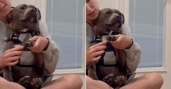 Human Adopts ‘Aggressive’ Shelter Dog on the Clock, Now He Sits in Her Lap Like a Baby