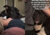 Human Brings Rescue Dog Into Her Home, Unaware That He’d Slowly Become Her Whole Life Human Brings Rescue Dog Into Her Home, Unaware That He’d Slowly Become Her Whole Life