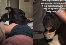 Human Brings Rescue Dog Into Her Home, Unaware That He’d Slowly Become Her Whole Life Human Brings Rescue Dog Into Her Home, Unaware That He’d Slowly Become Her Whole Life