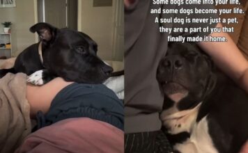Human Brings Rescue Dog Into Her Home, Unaware That He’d Slowly Become Her Whole Life Human Brings Rescue Dog Into Her Home, Unaware That He’d Slowly Become Her Whole Life