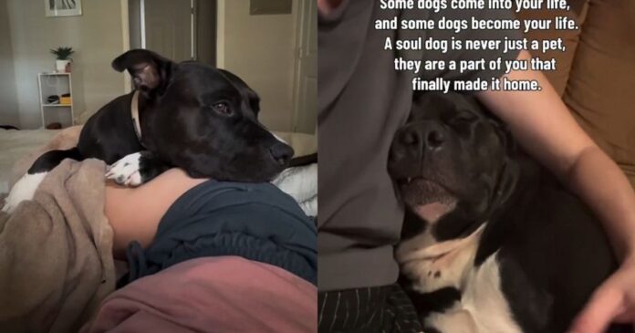 Human-Brings-Rescue-Dog-Into-Her-Home-Unaware-That-Hed.jpg Human Brings Rescue Dog Into Her Home, Unaware That He’d Slowly Become Her Whole Life