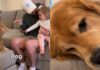 Human Comforts ‘Heartbroken’ Golden Retriever After Toddler Calls Him Dog Human Comforts ‘Heartbroken’ Golden Retriever After Toddler Calls Him Dog