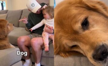 Human Comforts ‘Heartbroken’ Golden Retriever After Toddler Calls Him Dog Human Comforts ‘Heartbroken’ Golden Retriever After Toddler Calls Him Dog