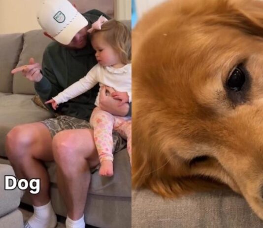 Human Comforts ‘Heartbroken’ Golden Retriever After Toddler Calls Him Dog Human Comforts ‘Heartbroken’ Golden Retriever After Toddler Calls Him Dog