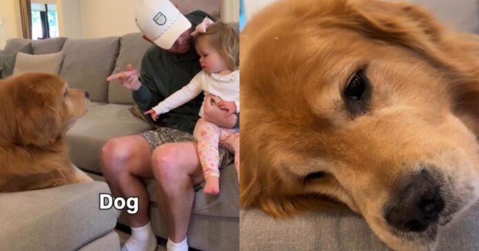 Human Comforts ‘Heartbroken’ Golden Retriever After Toddler Calls Him Dog