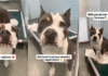 Human Gives Shelter Dog, Who’s Only Watched Visitors Pass Her By, One Thing She Wants Most Human Gives Shelter Dog, Who’s Only Watched Visitors Pass Her By, One Thing She Wants Most