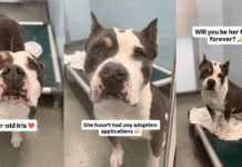 Human Gives Shelter Dog, Who’s Only Watched Visitors Pass Her By, One Thing She Wants Most Human Gives Shelter Dog, Who’s Only Watched Visitors Pass Her By, One Thing She Wants Most