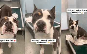 Human Gives Shelter Dog, Who’s Only Watched Visitors Pass Her By, One Thing She Wants Most Human Gives Shelter Dog, Who’s Only Watched Visitors Pass Her By, One Thing She Wants Most