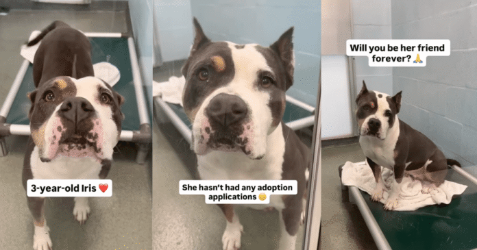 Human-Gives-Shelter-Dog-Whos-Only-Watched-Visitors-Pass-Her.png Human Gives Shelter Dog, Who’s Only Watched Visitors Pass Her By, One Thing She Wants Most