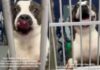 Human Learns Shelter Dog They Once Met Was Returned Twice but Still Refuses To Give up on Love Human Learns Shelter Dog They Once Met Was Returned Twice but Still Refuses To Give up on Love